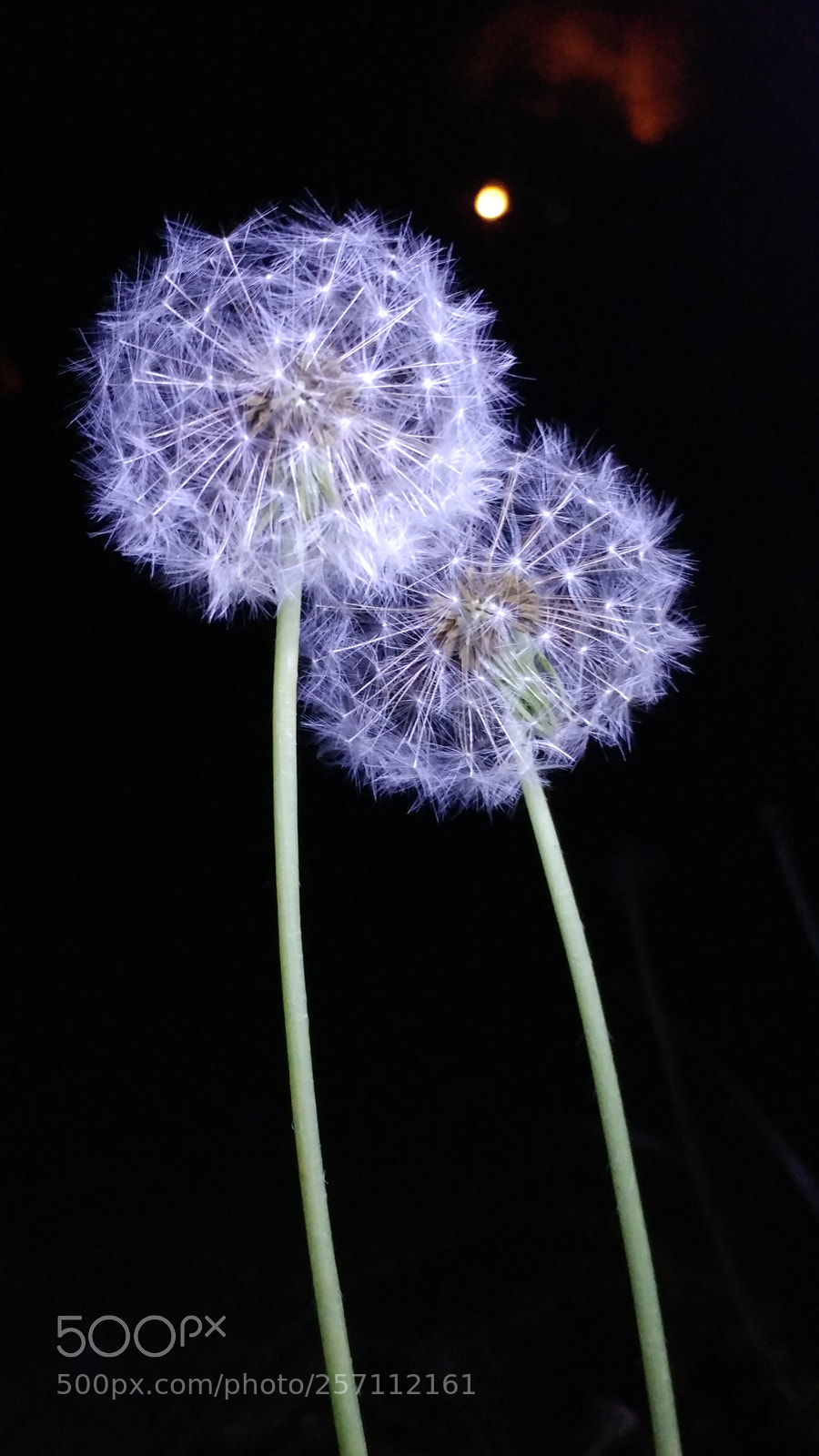 LG G5 sample photo. Nighttime dandelions photography