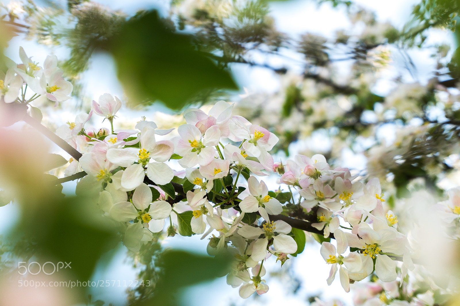 Sony a6300 sample photo. Flowers photography