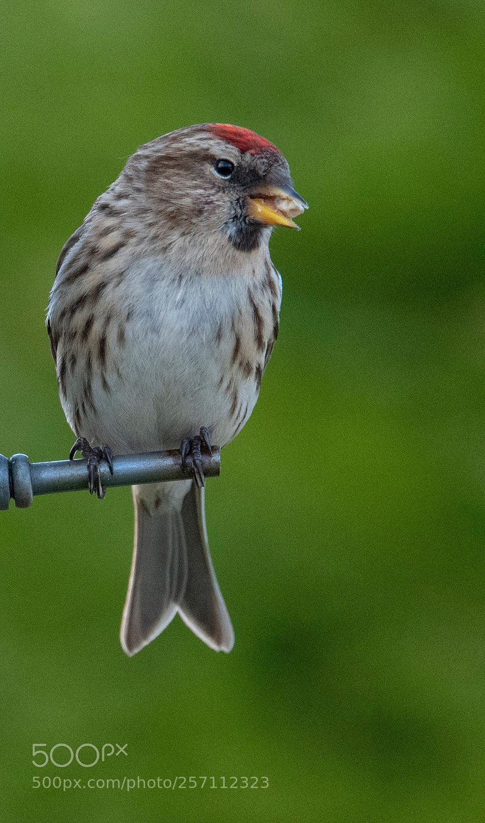 Nikon D750 sample photo. Red poll photography