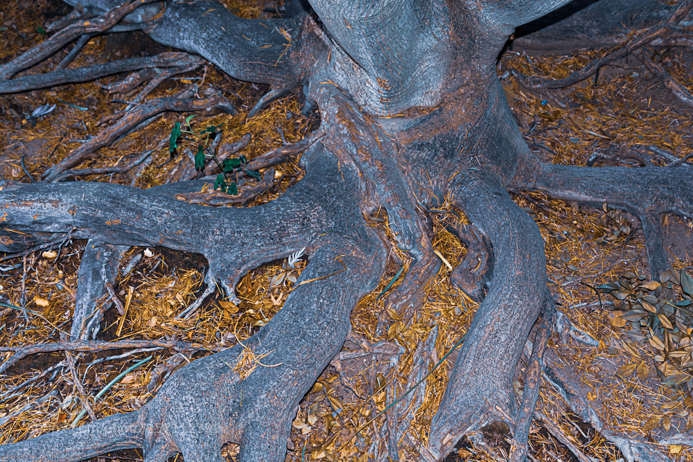 Nikon D7100 sample photo. Strangeness photography