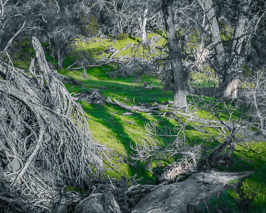 Nikon D7100 sample photo. 41 thicket photography
