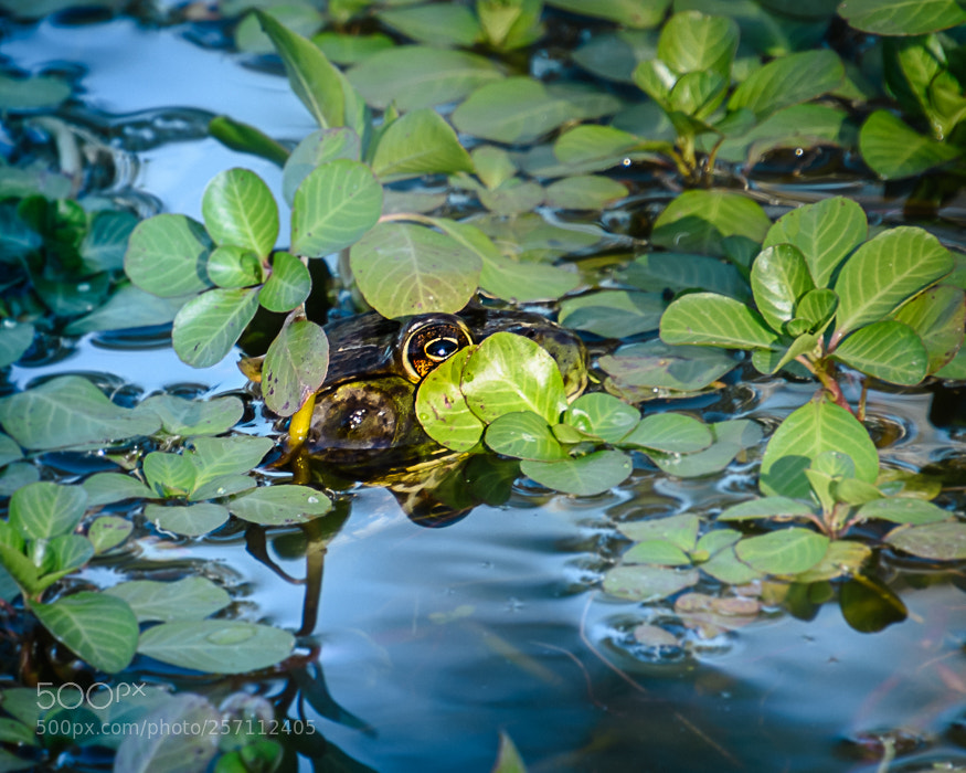 Nikon D7100 sample photo. Covert frog photography