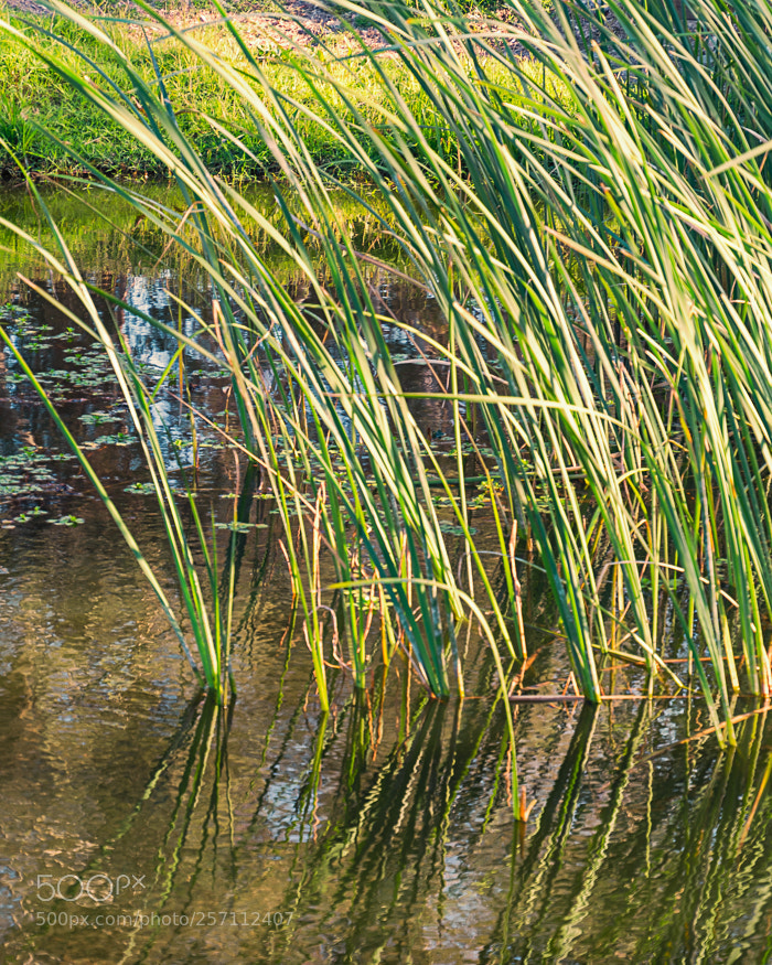 Nikon D7100 sample photo. Slight breeze photography