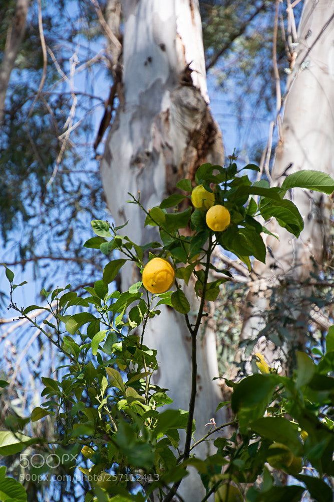 Nikon D7100 sample photo. Eucalyptus lemon photography