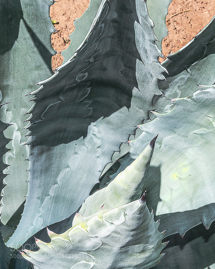 Nikon D7100 sample photo. Agave @ 2 o'clock photography