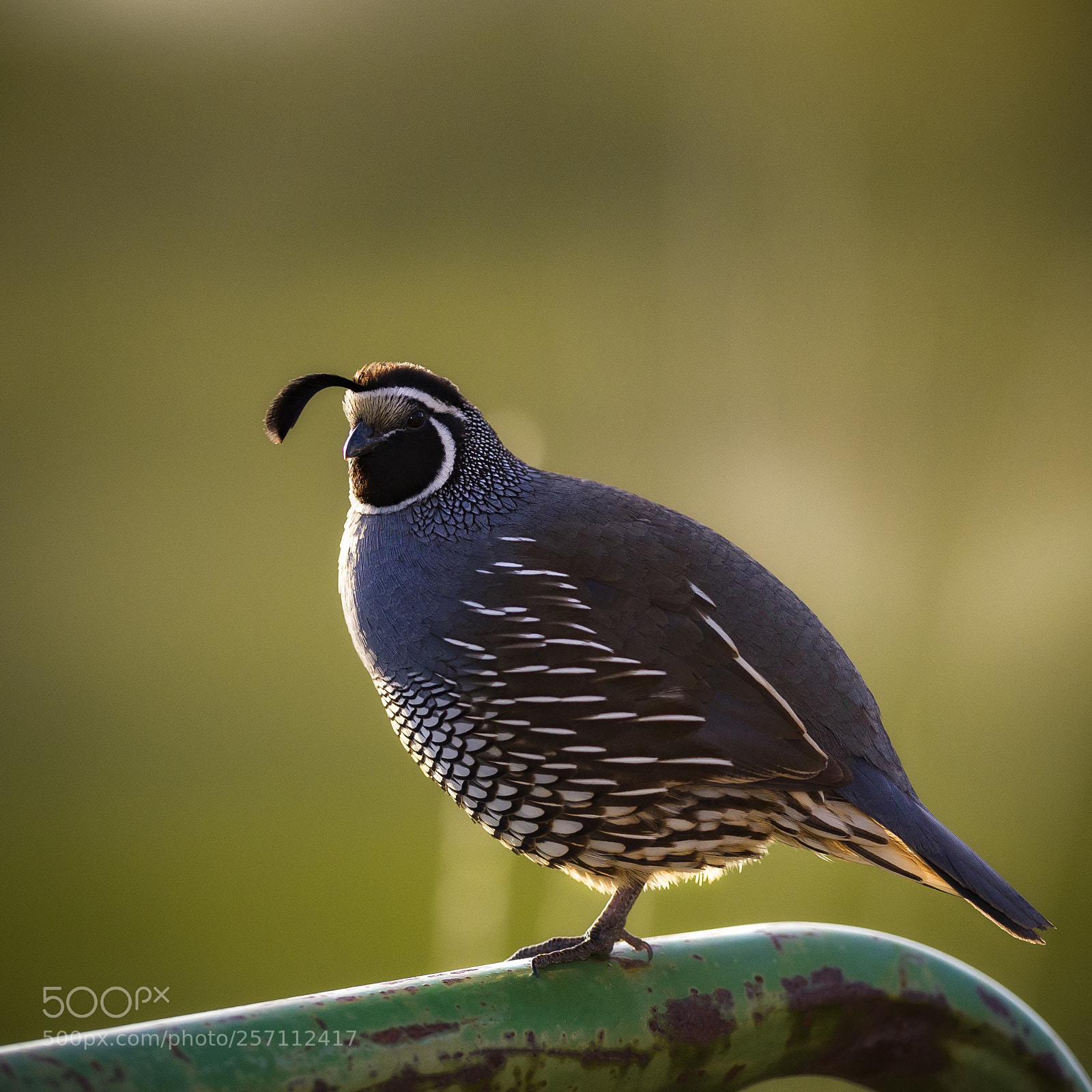 Canon EOS-1D X Mark II sample photo. Quail on a rail photography