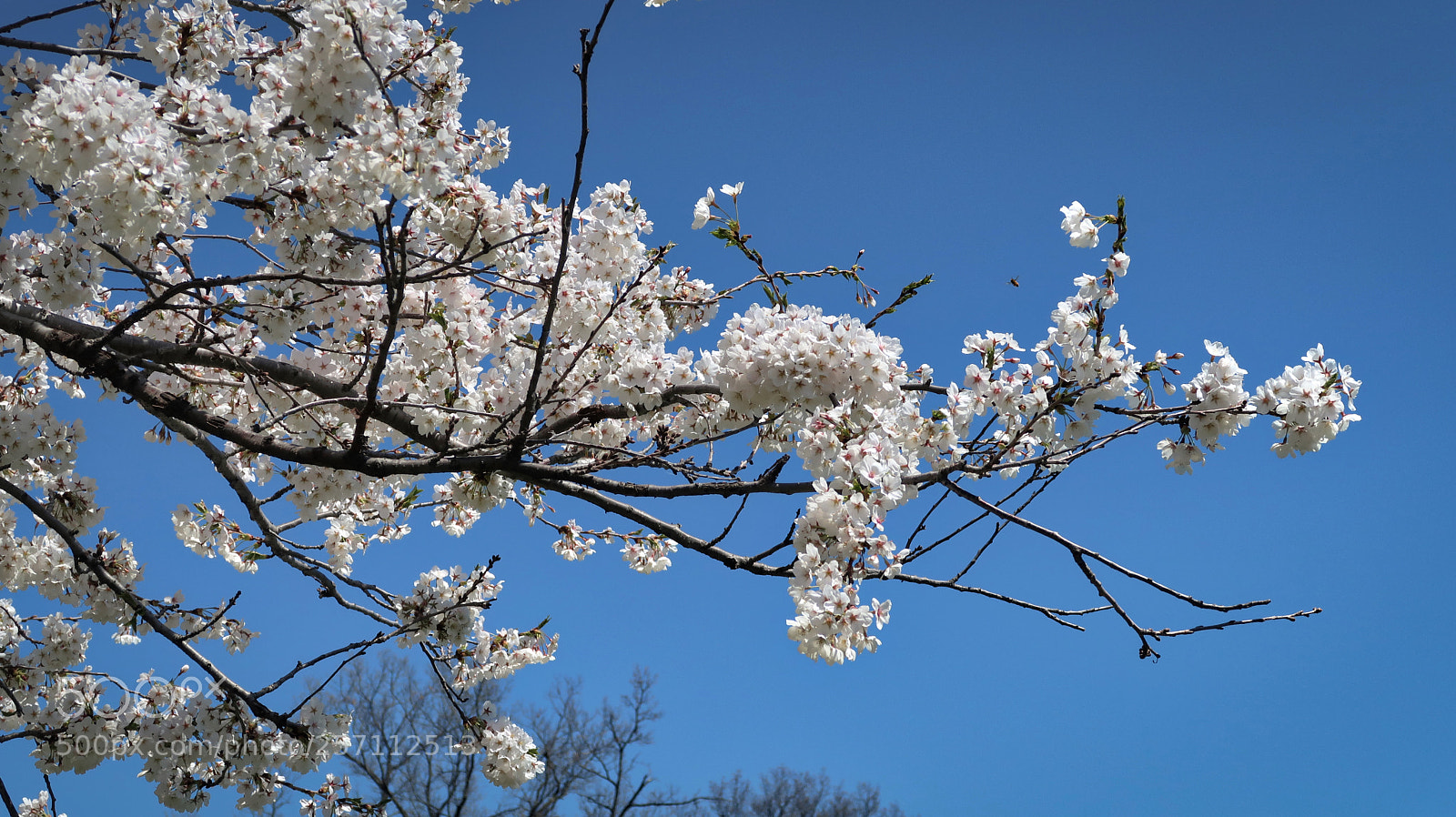 Canon PowerShot G7 X Mark II sample photo. Cherry blossom in toronto photography