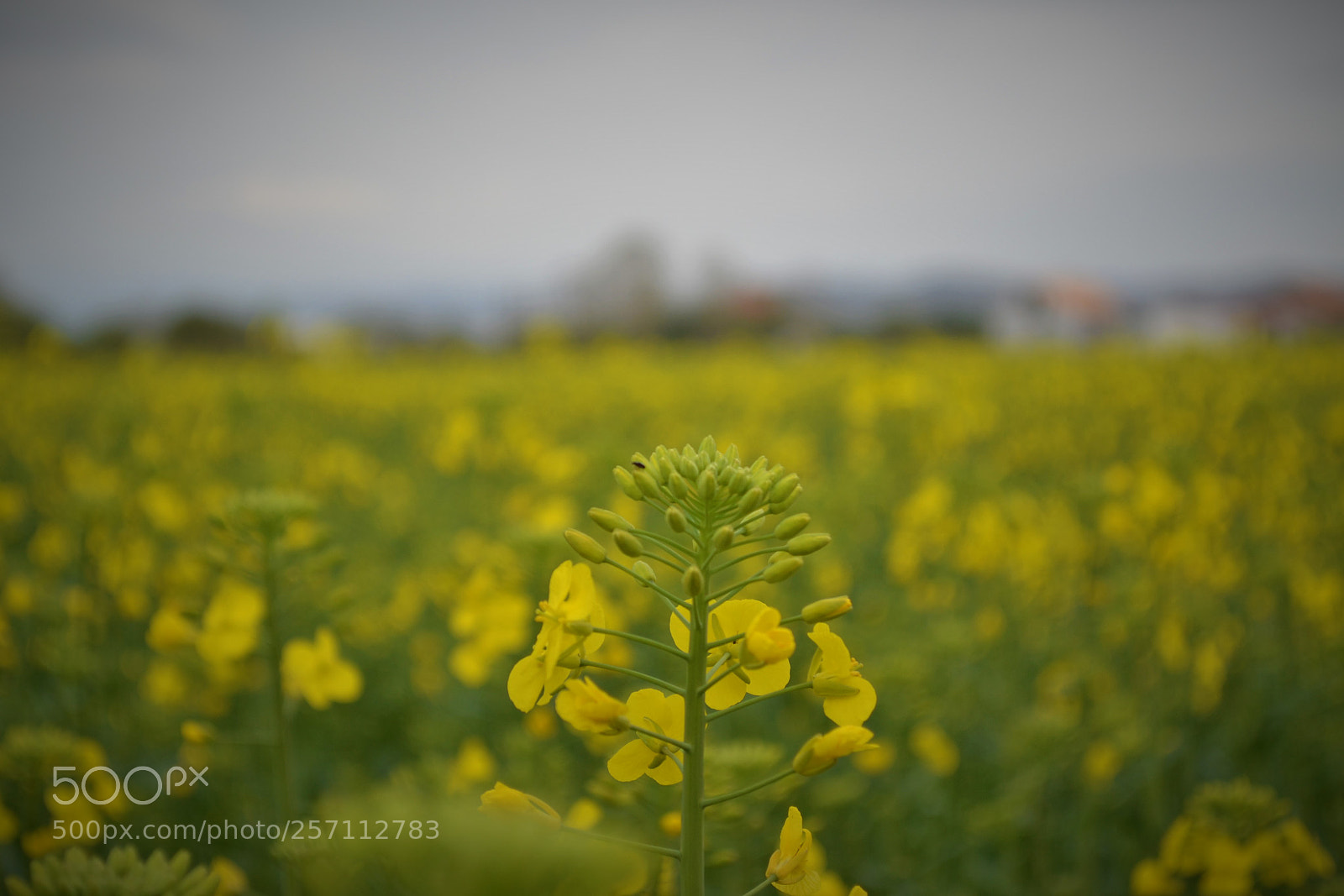 Nikon D3100 sample photo. Flor de nabo photography