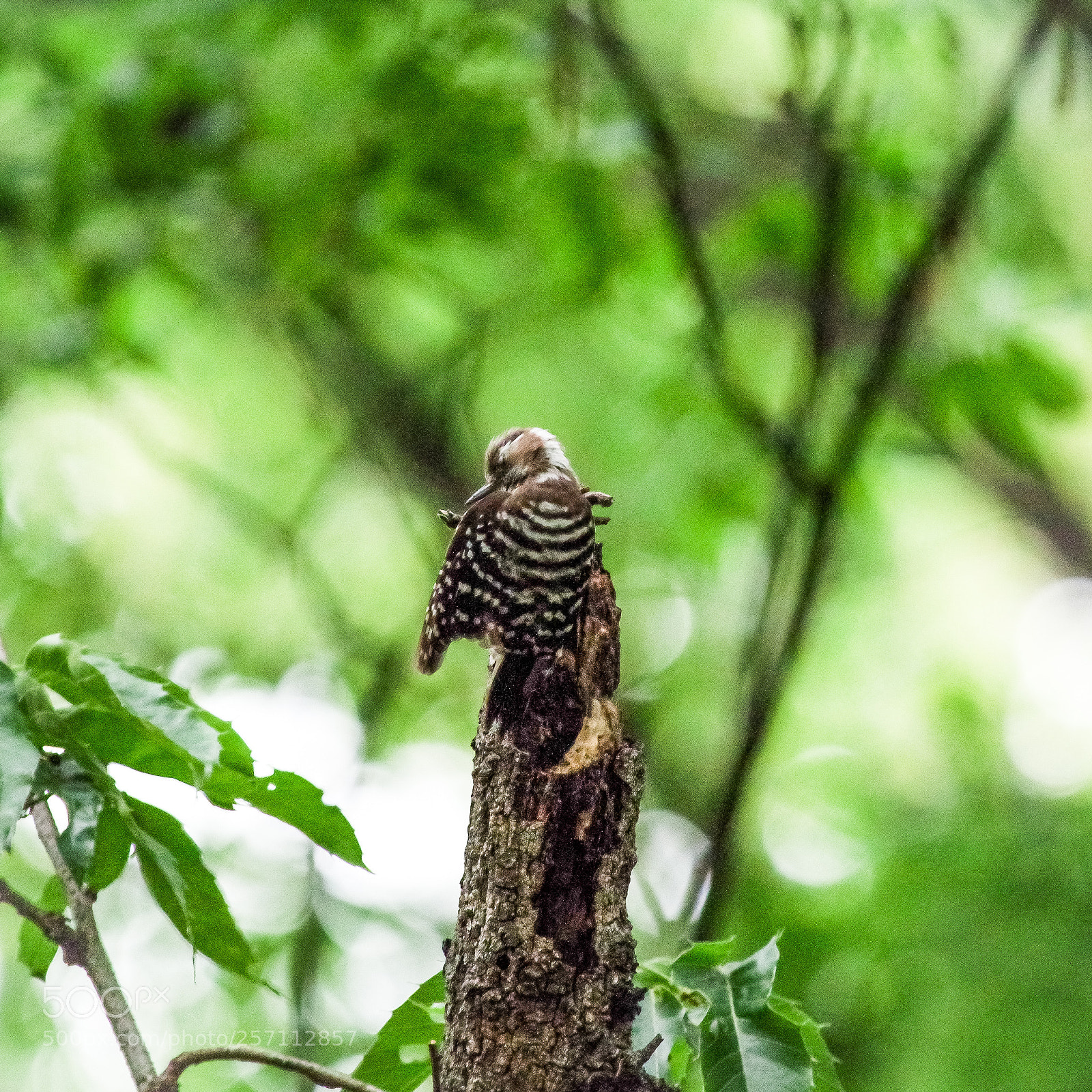 Pentax K-S2 sample photo. Japanese pigmy woodpecker photography