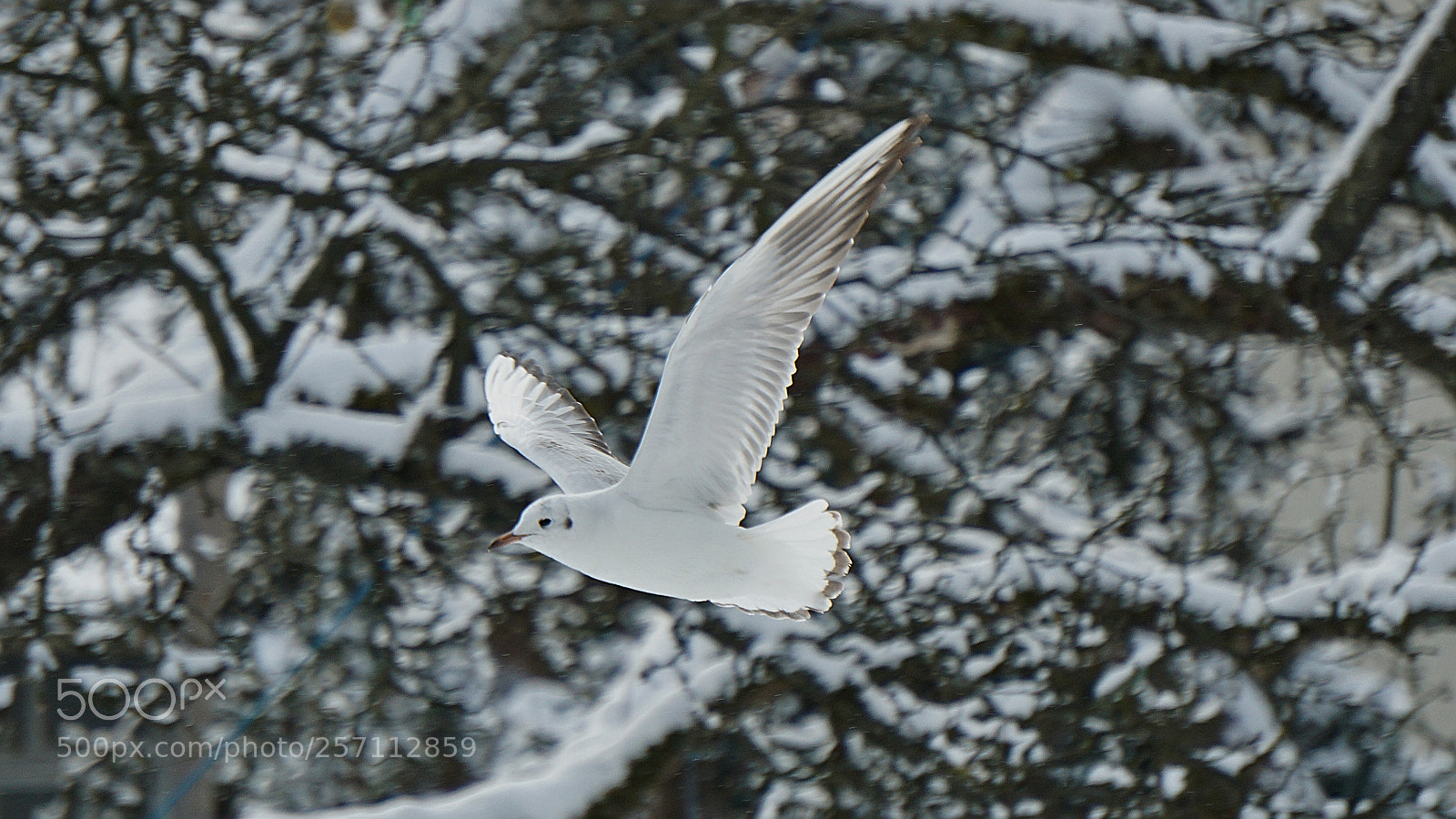 Sony a6000 sample photo. Gull photography