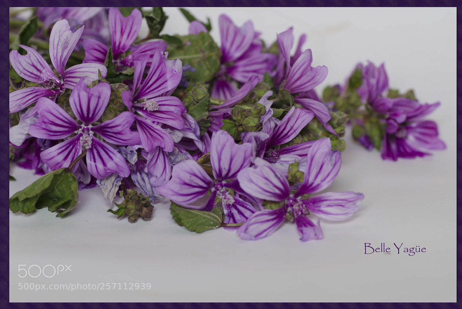 Nikon D7000 sample photo. Flores silvestres copia photography