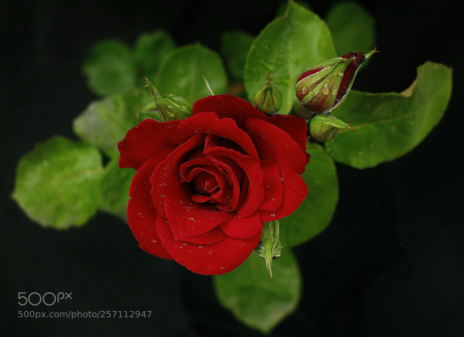 Canon EOS 700D (EOS Rebel T5i / EOS Kiss X7i) sample photo. Sigo con rojas. photography