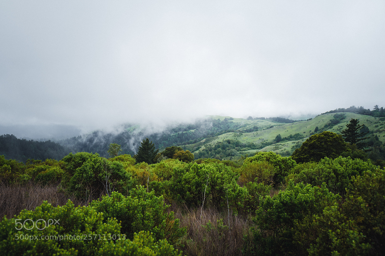 Leica Q (Typ 116) sample photo. Portola valley photography