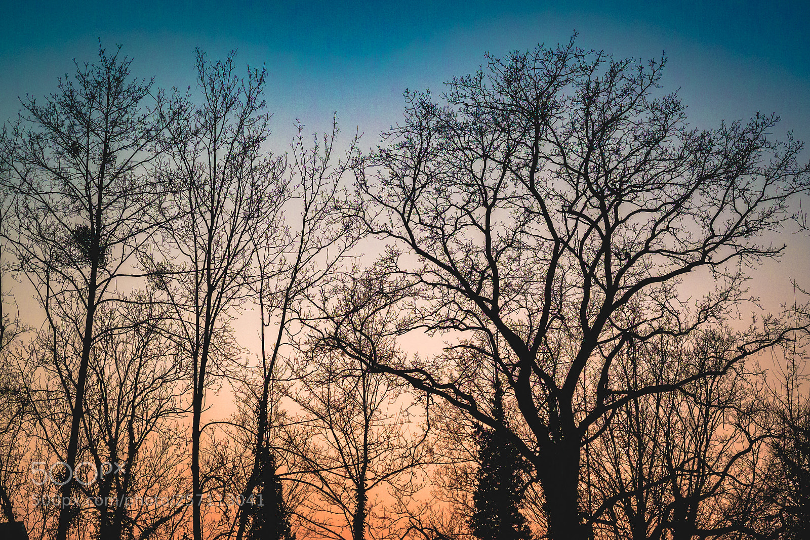Olympus OM-D E-M1 sample photo. Veins photography