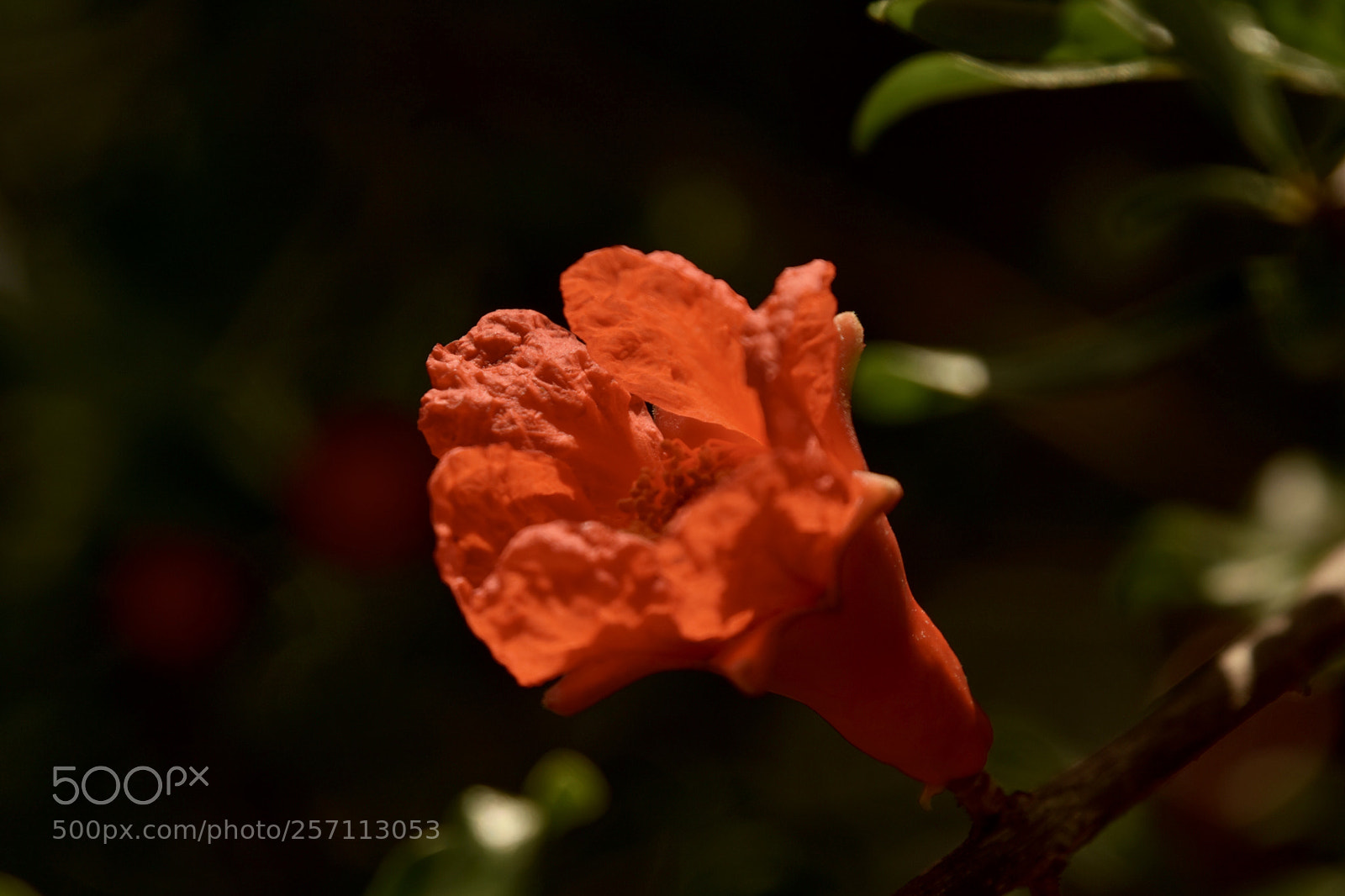 Nikon D7200 sample photo. Flowers photography