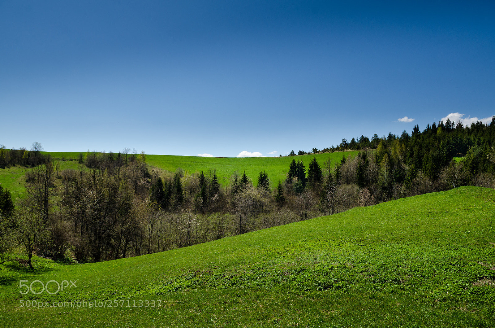 Nikon D7000 sample photo. Simple green photography