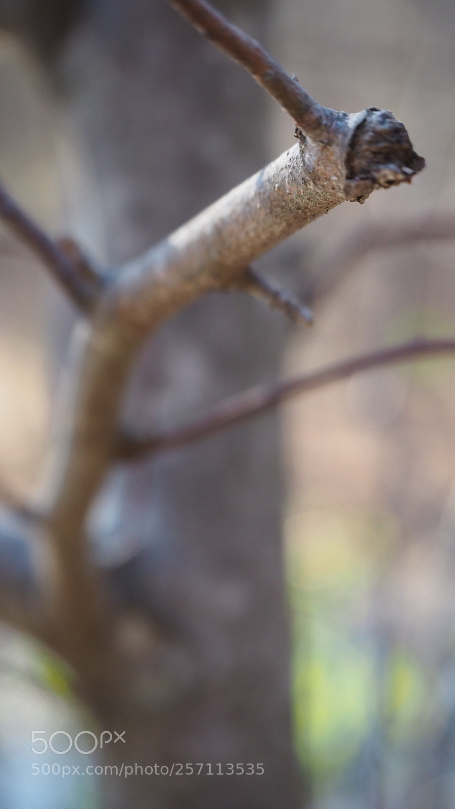 Olympus OM-D E-M10 III sample photo. Bug photography
