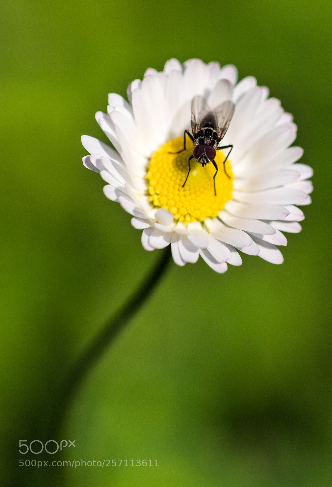 Canon EOS 6D Mark II sample photo. Quelle mouche l'a piqué? photography