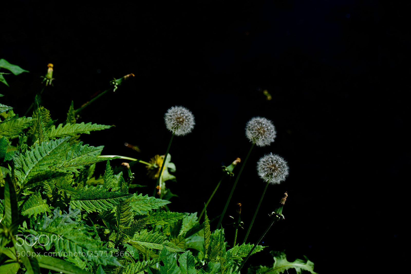 Nikon D5200 sample photo. 3 dandelions photography