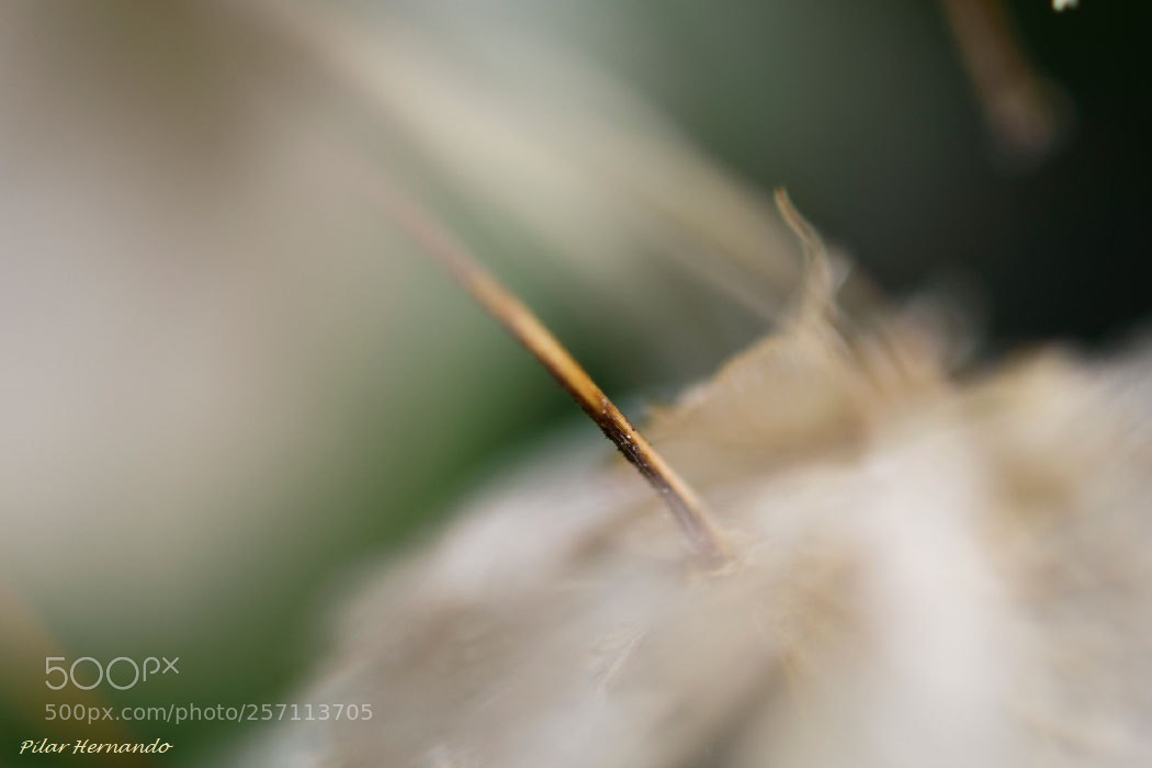 Nikon D5500 sample photo. Floral abstraction photography