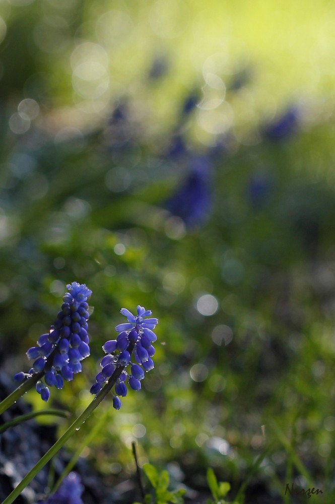 Canon EF 100mm F2.8L Macro IS USM sample photo. Purple photography