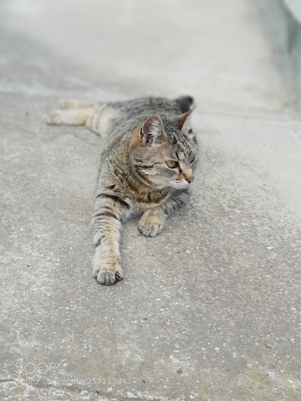 Samsung Galaxy S9+ sample photo. Ze cat ! photography