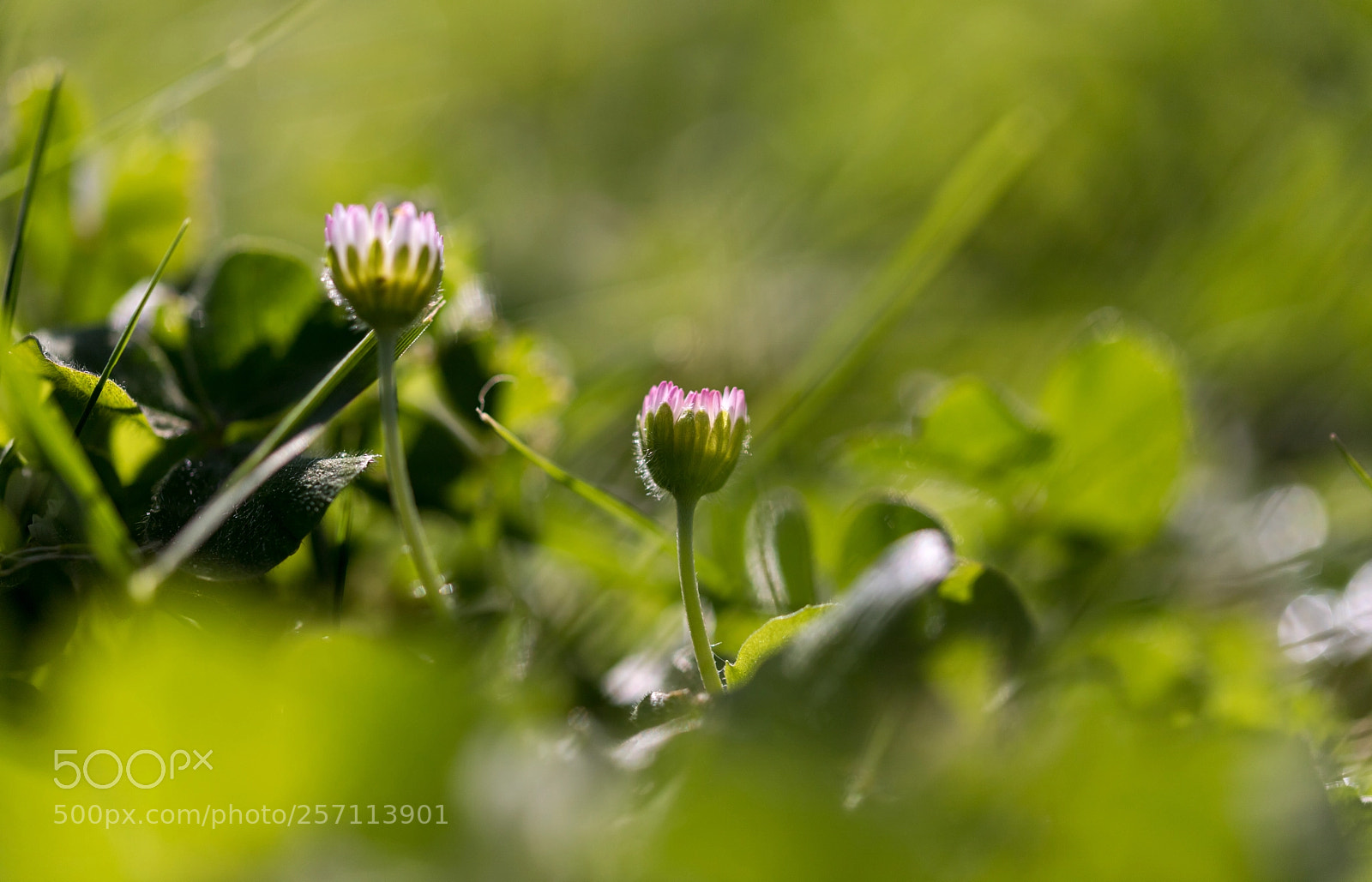 Canon EOS 6D Mark II sample photo. C'est beau la nature photography