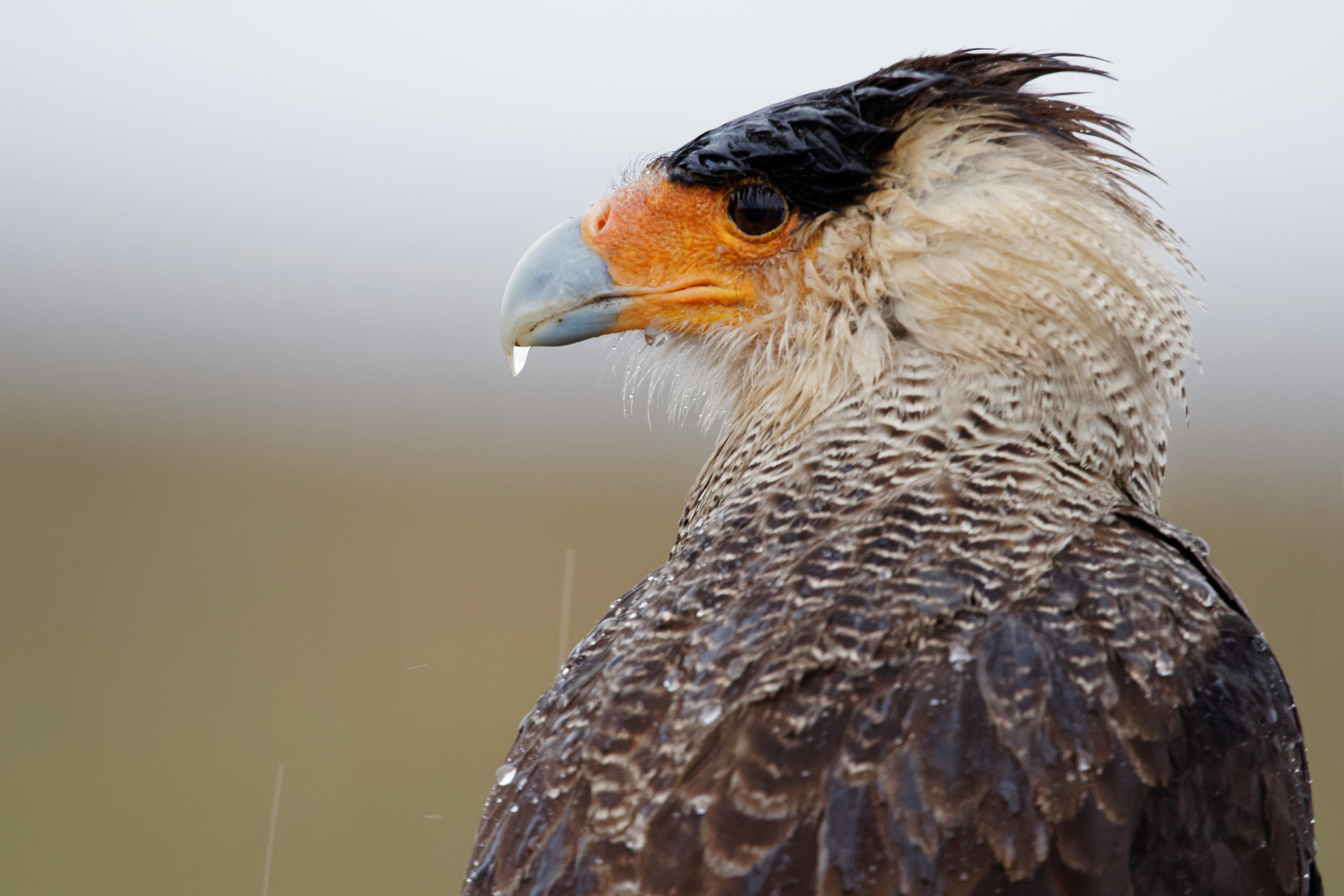Sigma 150-600mm F5-6.3 DG OS HSM | C sample photo. At the rain photography
