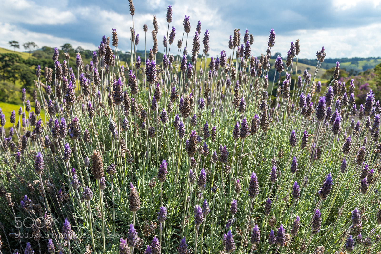 Canon EOS 6D Mark II sample photo. Lavanda photography