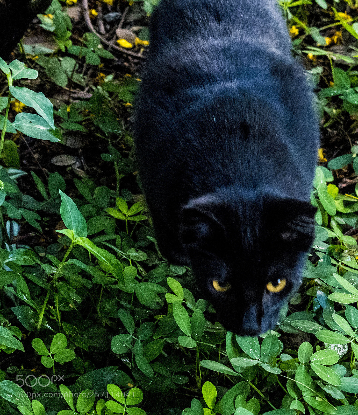 Nikon D5600 sample photo. Xepo hunting photography