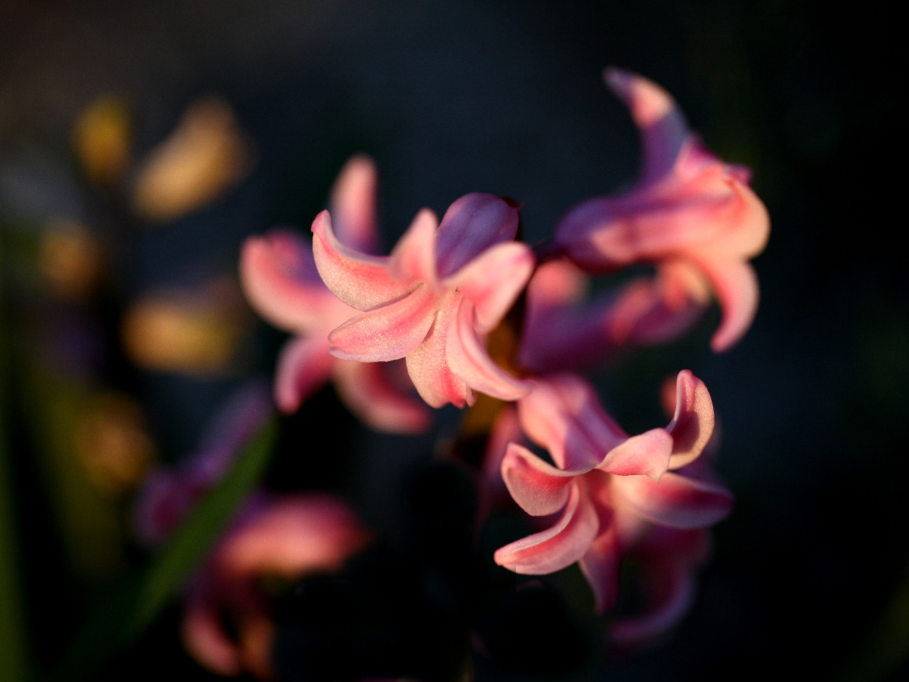 Canon EOS-1Ds Mark III sample photo. A photography