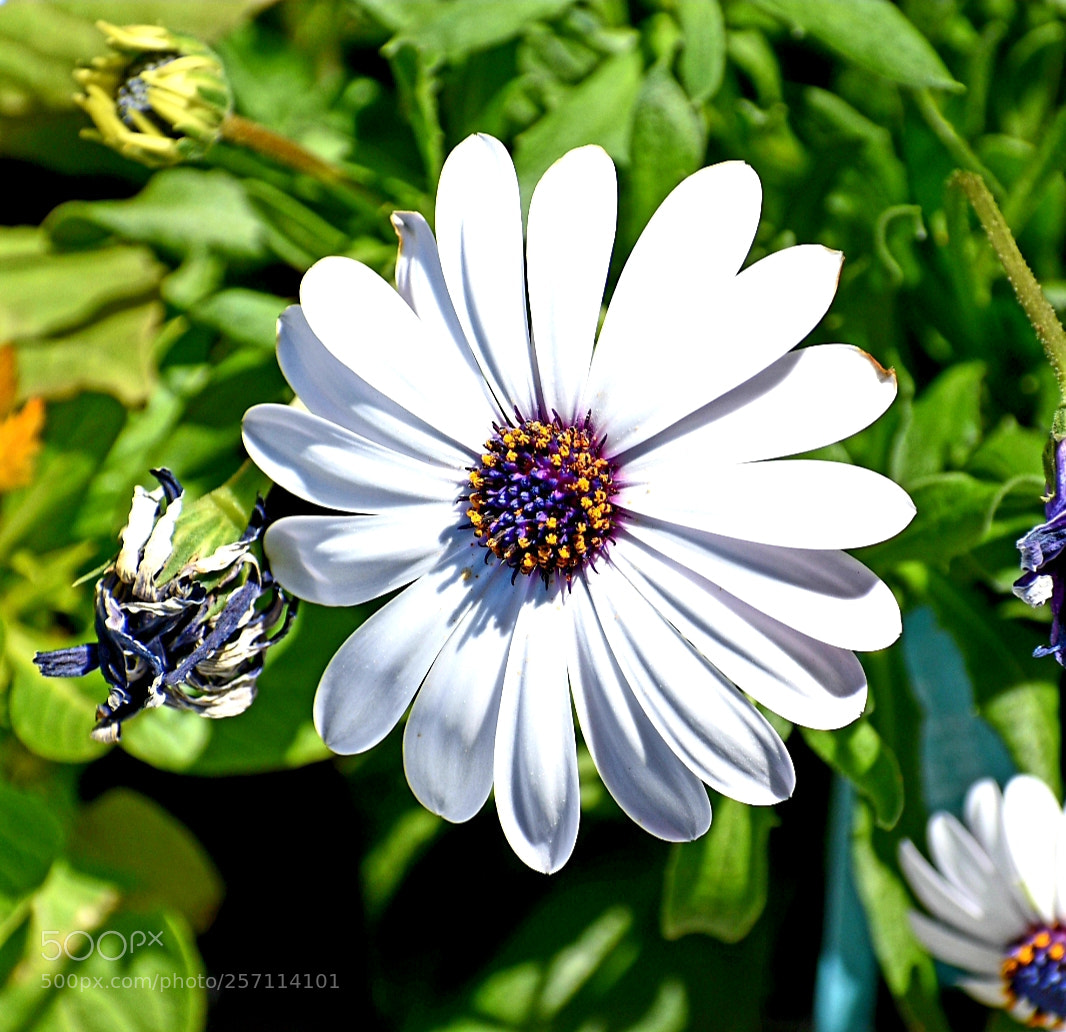 Nikon D5600 sample photo. Untitled photography
