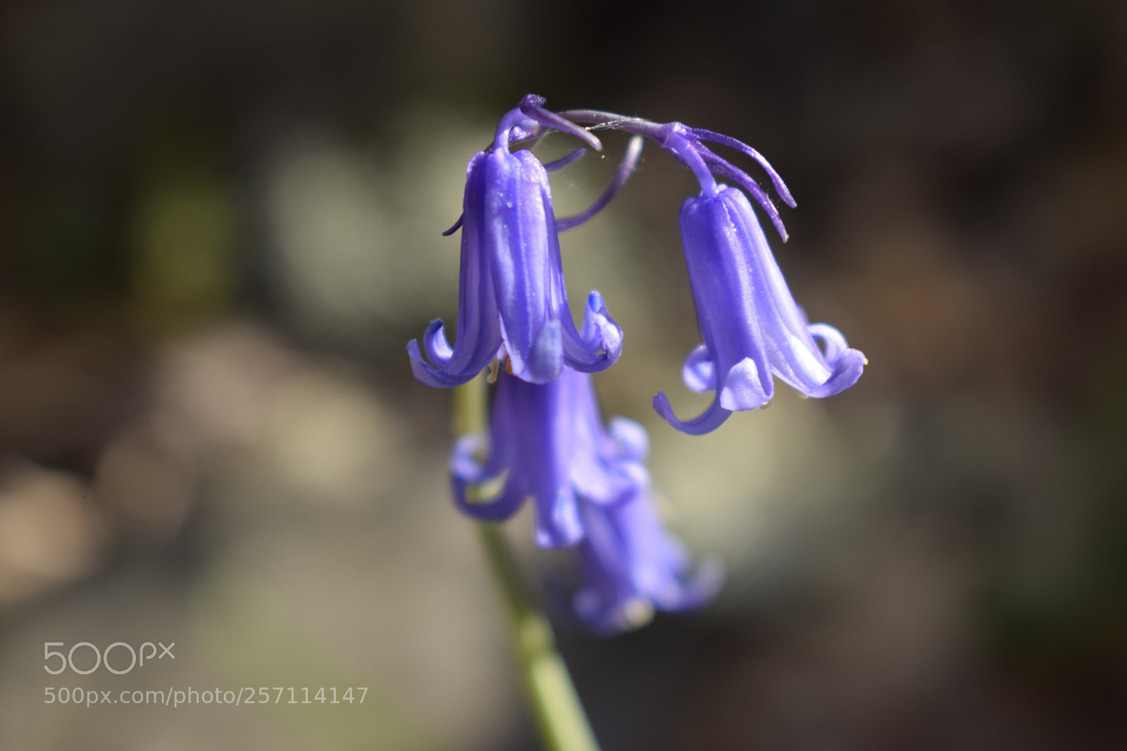 Nikon D3300 sample photo. Violeta photography