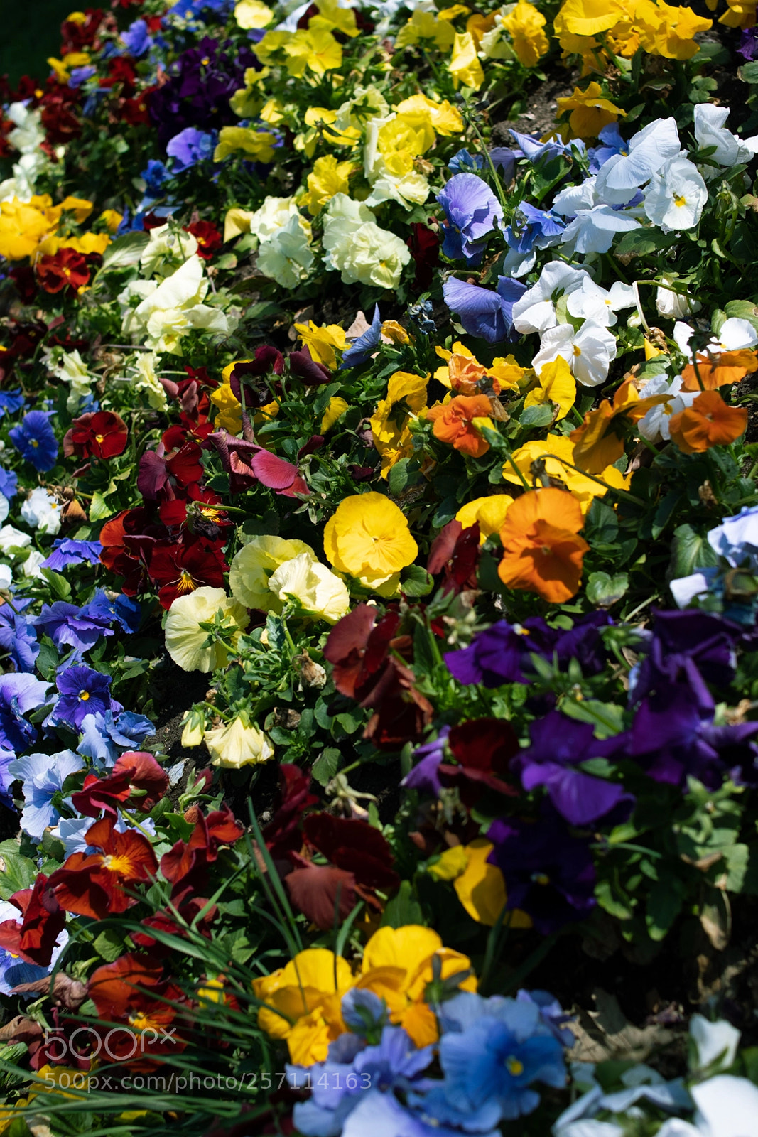 Canon EOS 77D (EOS 9000D / EOS 770D) sample photo. Kansas city photography