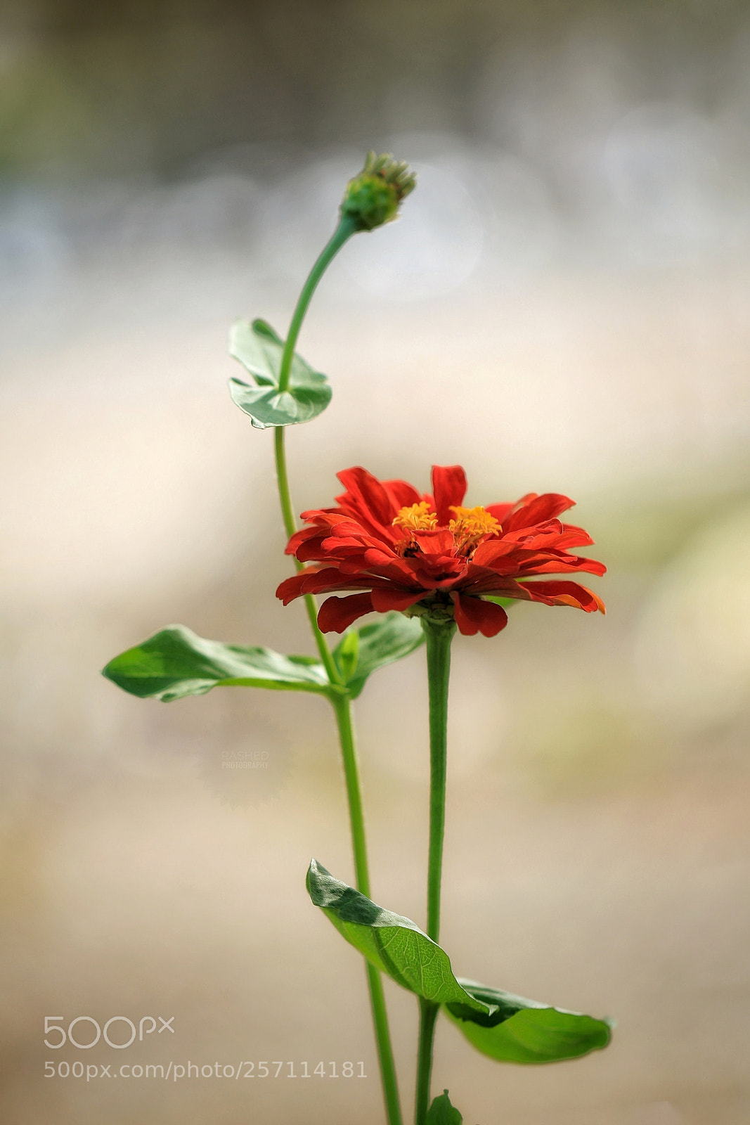 Canon EOS 7D Mark II sample photo. Untitled photography