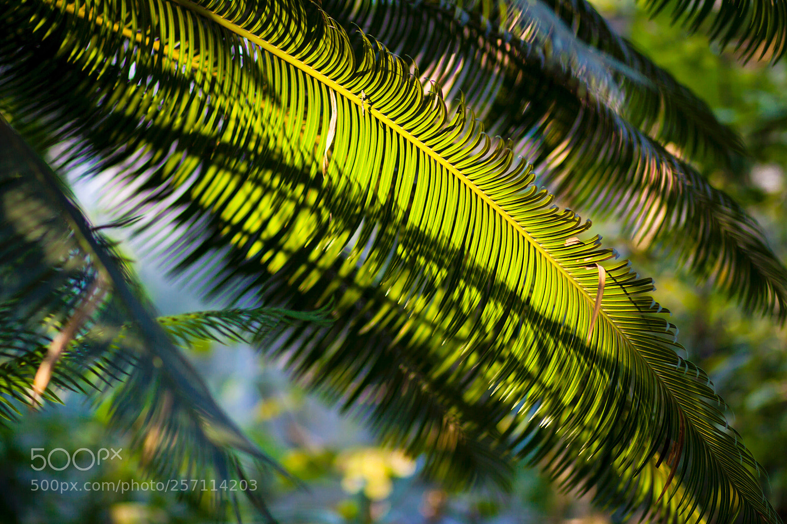 Canon EOS 50D sample photo. Frond photography
