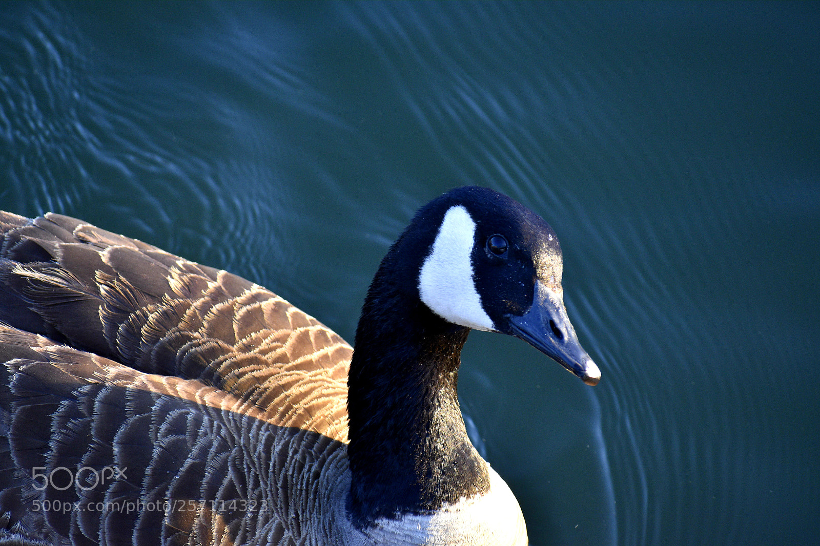Nikon D5600 sample photo. Untitled photography