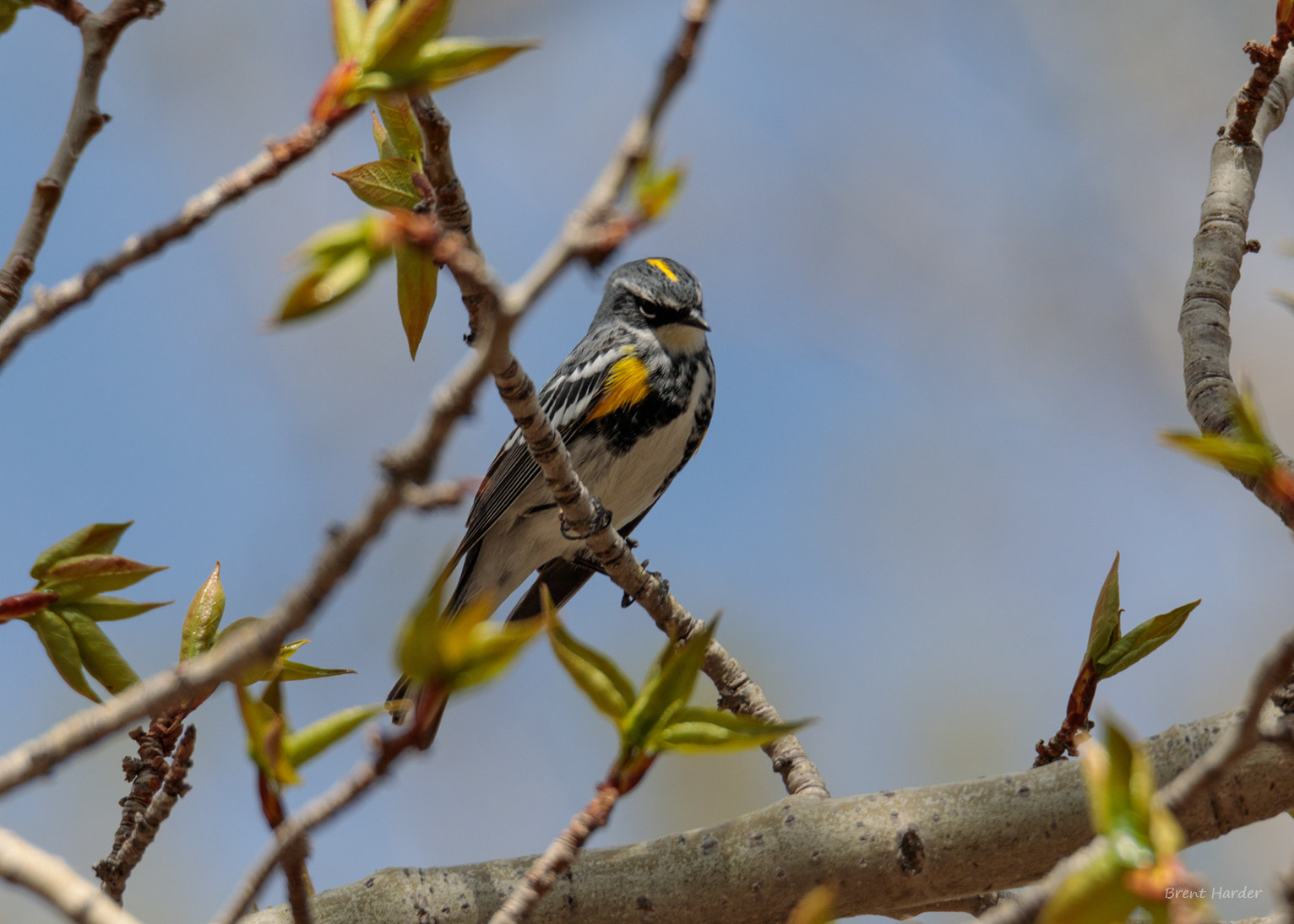 Canon EOS sample photo. Signs of spring photography