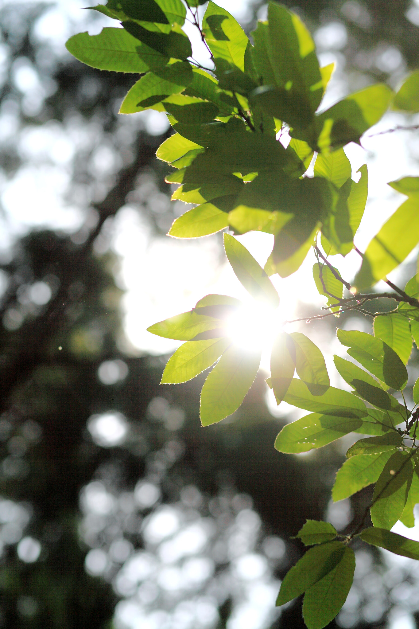 Canon EF 85mm F1.8 USM sample photo. Sunshine photography