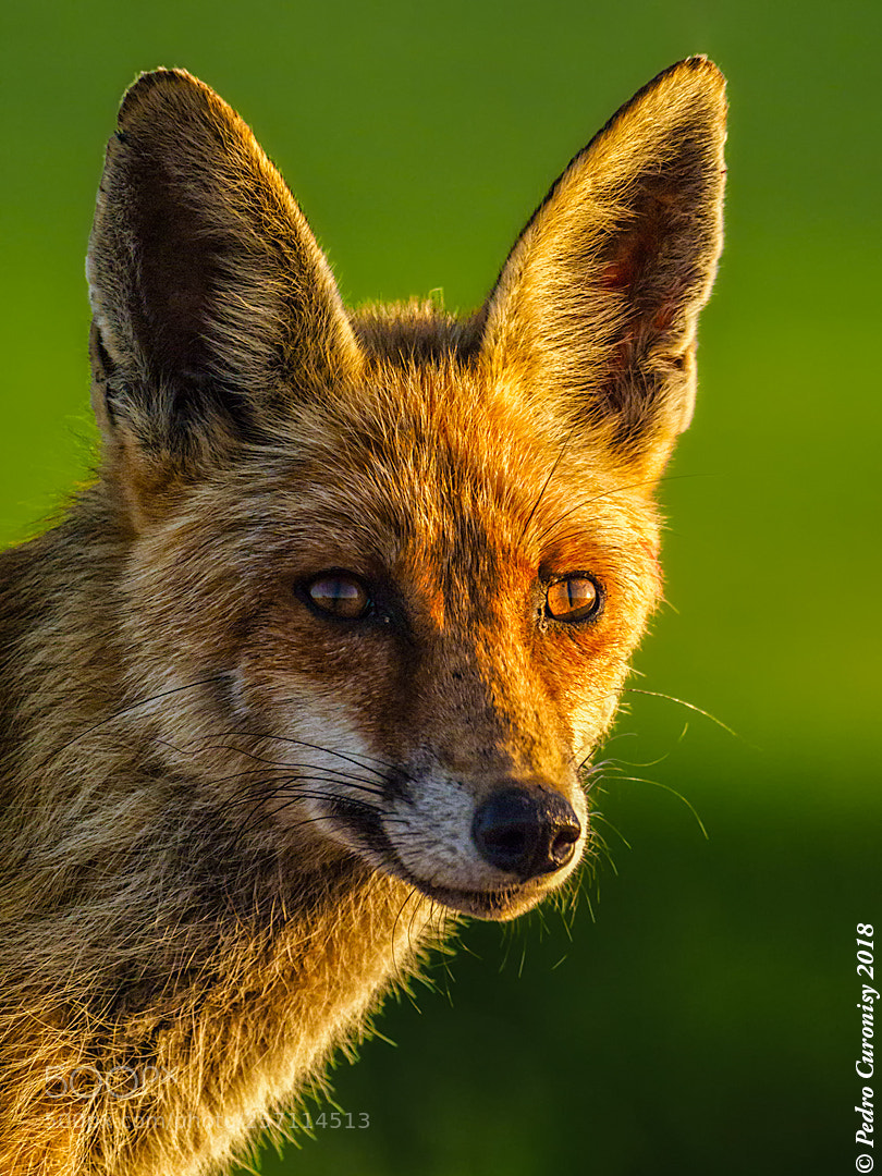 Olympus OM-D E-M1 Mark II sample photo. Zorro común photography