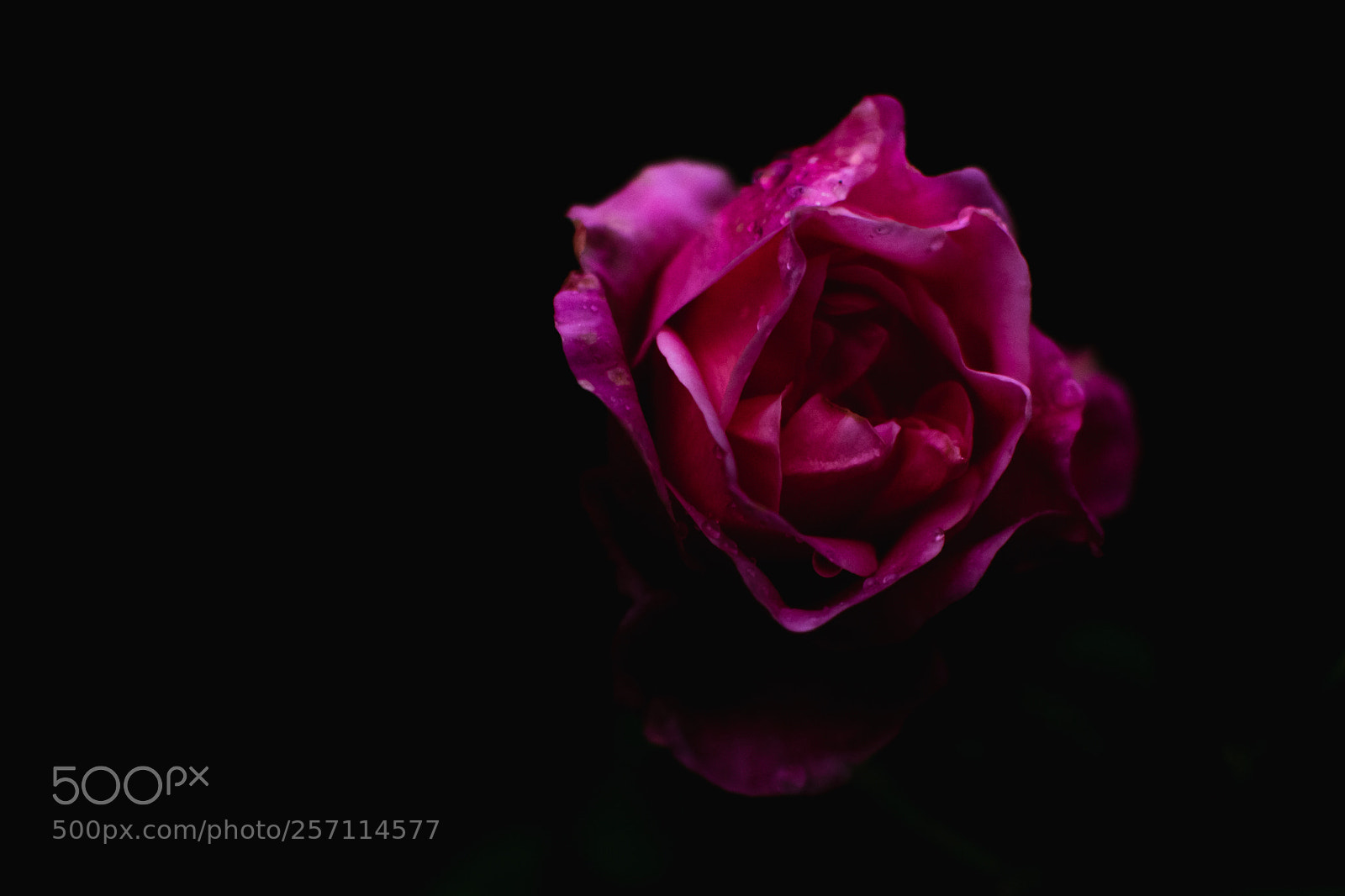 Nikon D3100 sample photo. Rosado photography