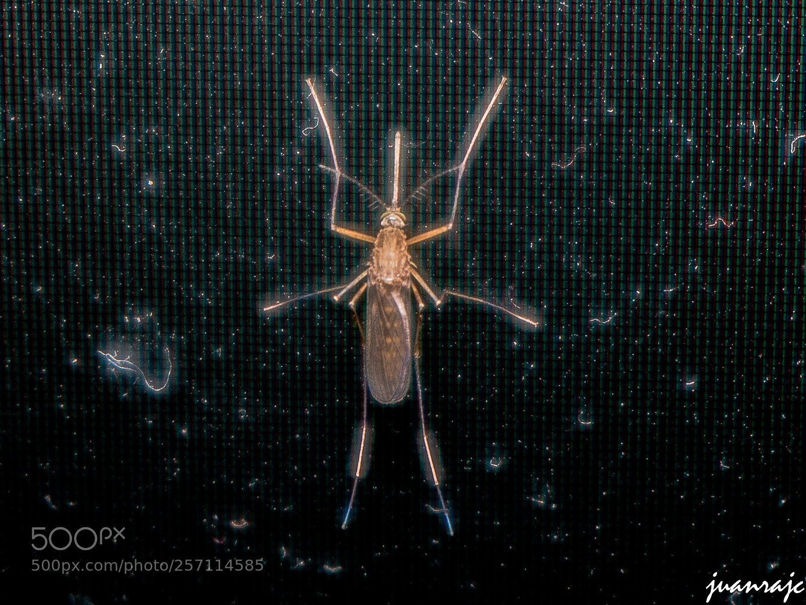 Pentax K-50 sample photo. Mosquito posado en una photography