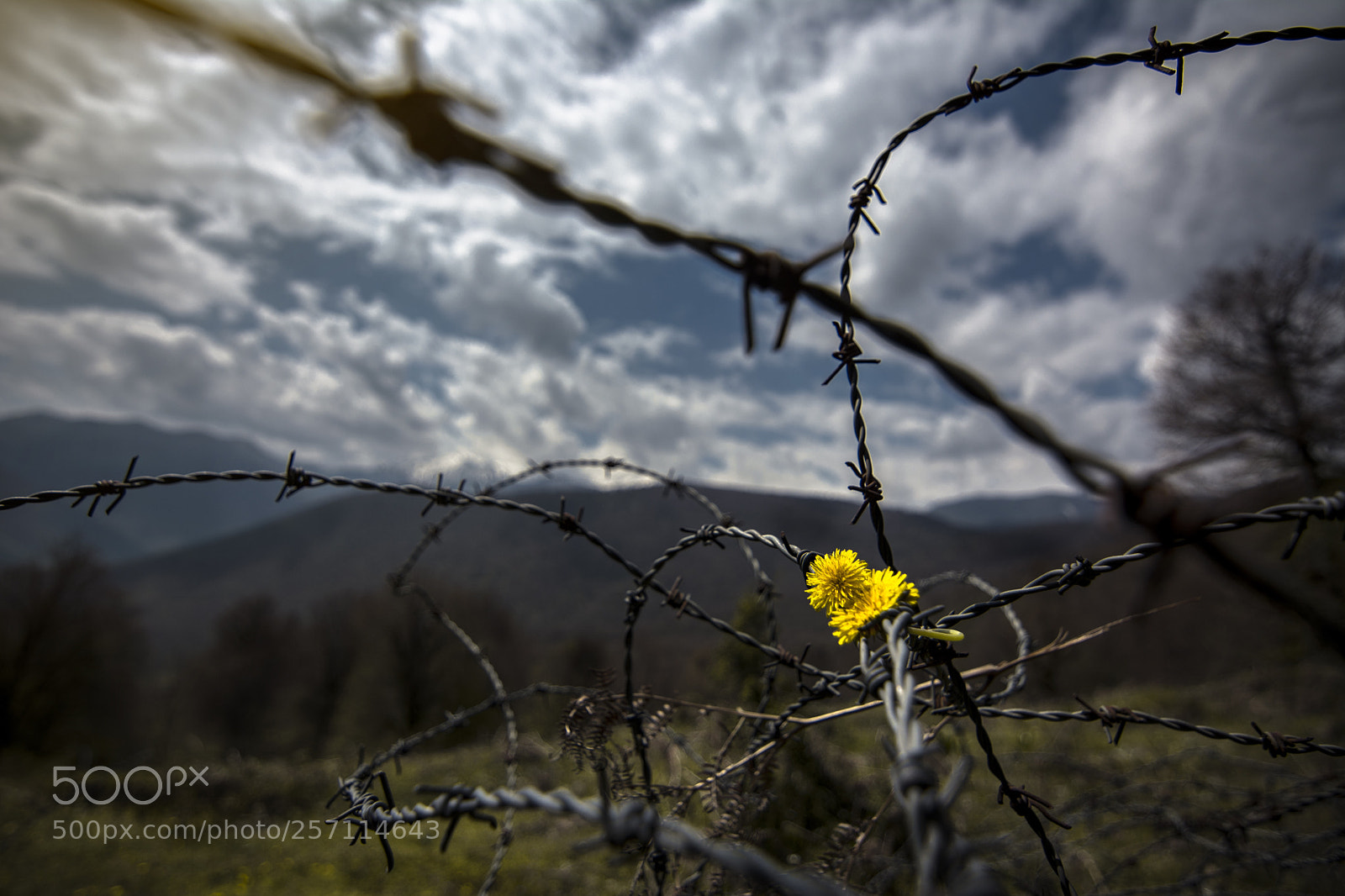 Nikon D7100 sample photo. Untitled photography