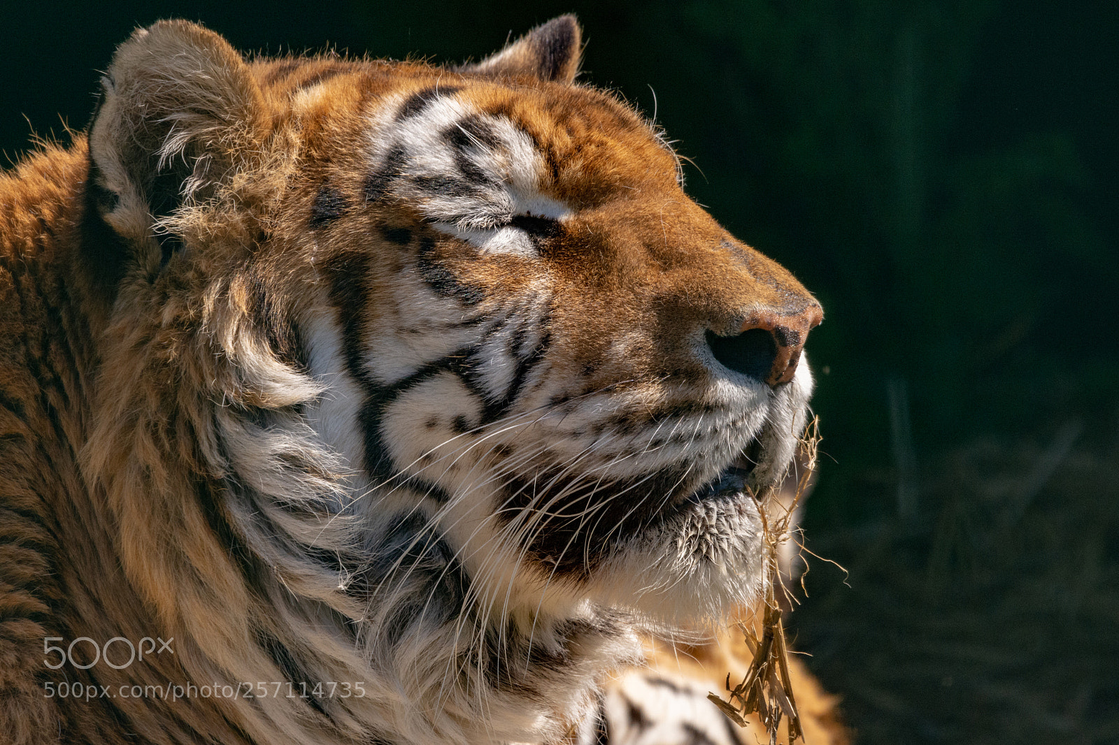 Nikon D7200 sample photo. Tiger photography