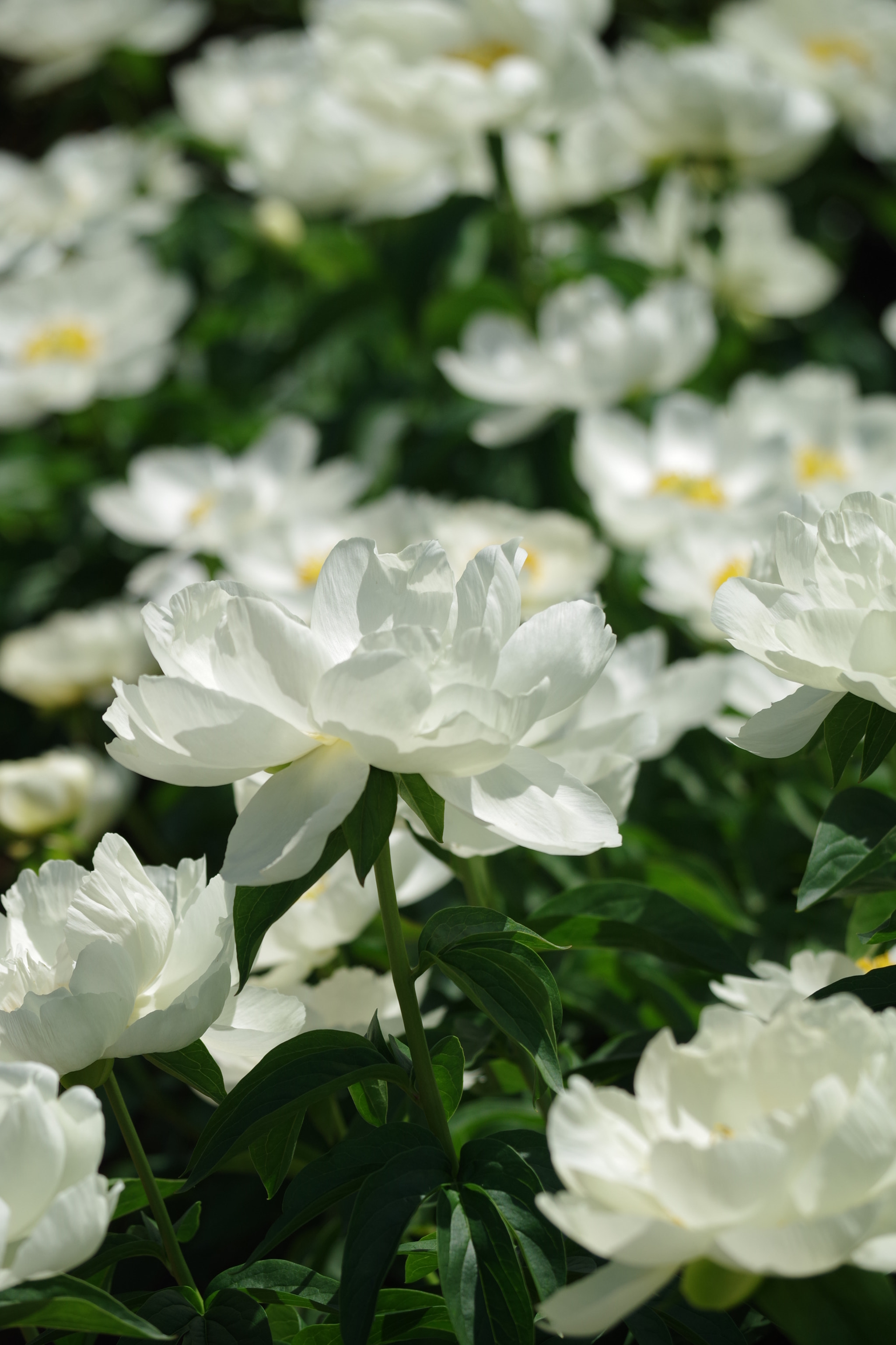 Pentax K-S2 sample photo. Chinese peony 2018 #12 photography