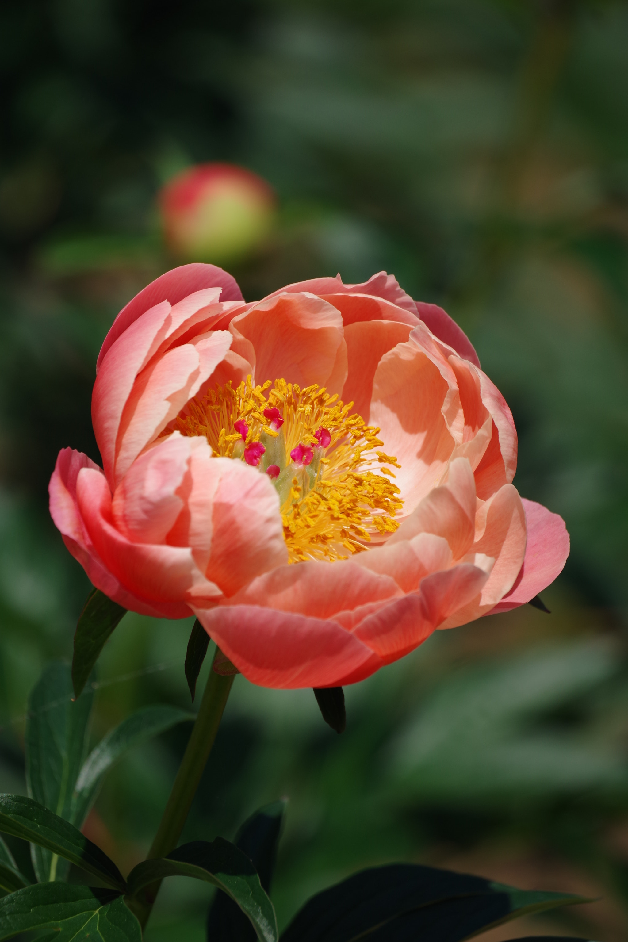 Pentax K-S2 sample photo. Chinese peony 2018 #13 photography