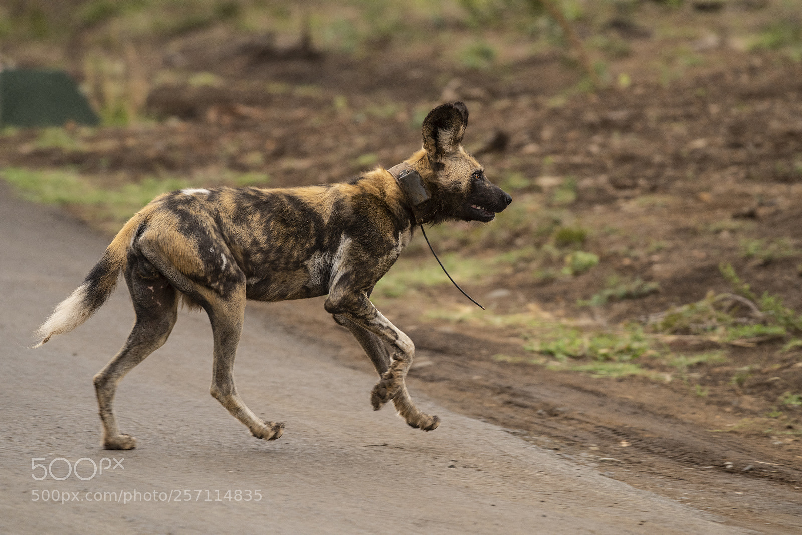 Nikon D810 sample photo. Wildhund, lycaon pictus photography