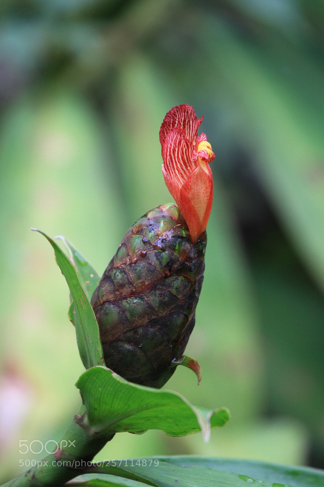 Canon EOS 50D sample photo. Rooster flower photography