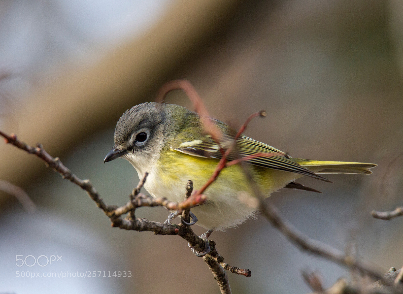 Canon EOS 7D sample photo. Blue-headed vireo photography
