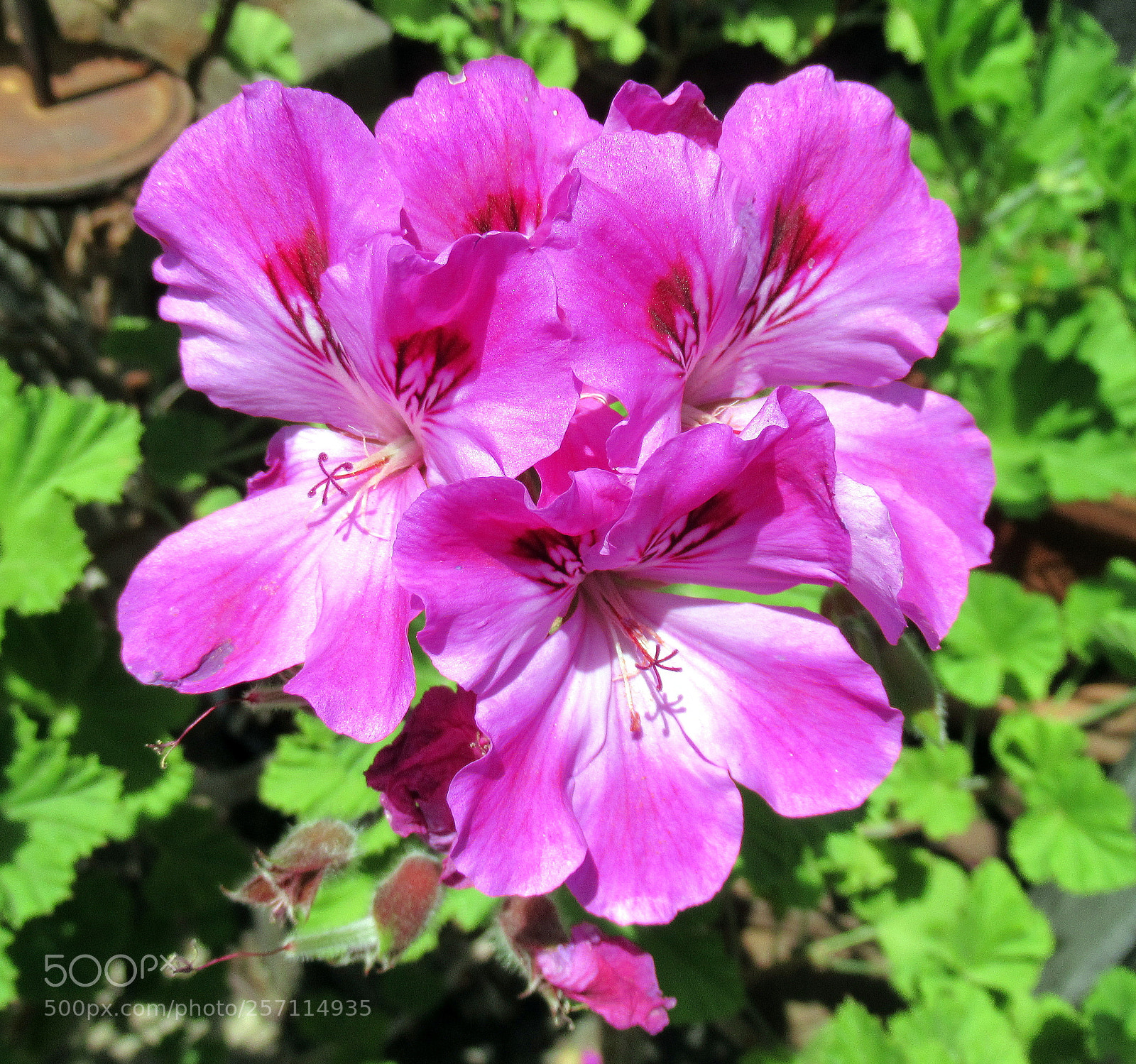 Canon PowerShot SX620 HS sample photo. 3.jpg photography